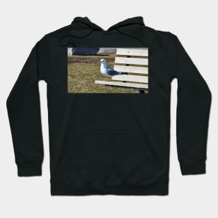 A Gull Standing On A Bench Hoodie